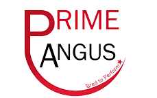 Prime Angus