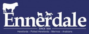 Ennerdale Herefords