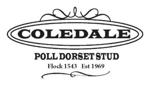 Coledale Poll Dorsets