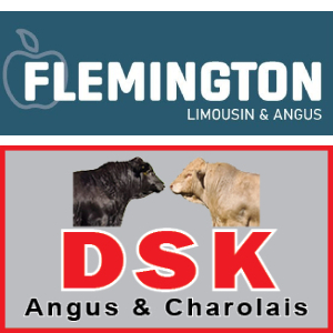Flemington Limousins & Angus