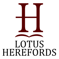 Lotus Hereford – ‘Old Farm’
