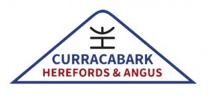 Curracabark Herefords and Angus - Myra