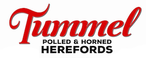 Tummel Herefords - Stage 1 Dispersal - Tamworth Regional Livestock Exchange - TRLX