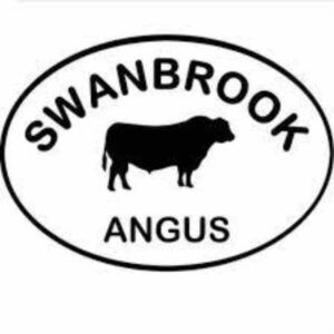 Swanbrook Angus