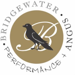 Bridgewater Angus - On Property "Myola"