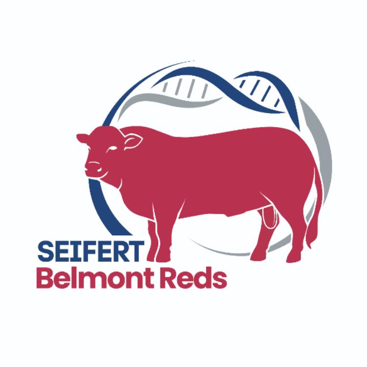 Seifert Belmont Reds – On Property ‘Wonga’