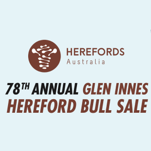 Glen Innes Hereford Bull Sale - Glen Innes Regional Saleyards