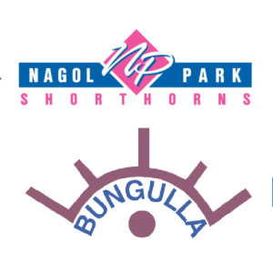 Bungulla Shorthorns - "Bungulla"