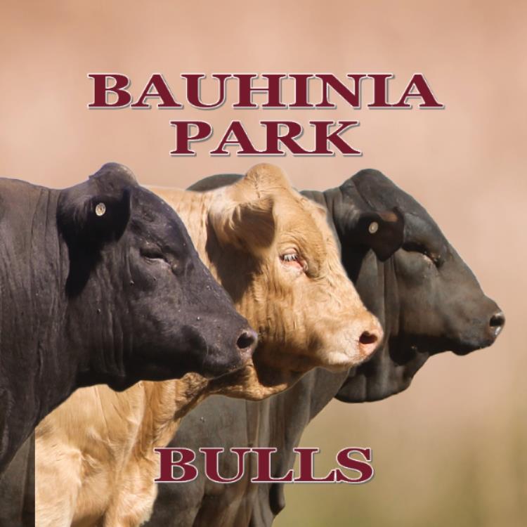 Bauhinia Park Charolais & Angus Annual Bull Sale - Ag-Grow Bull Selling Complex