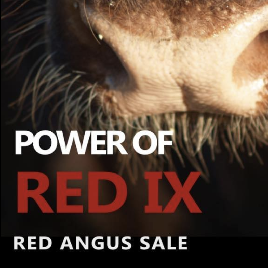 QLD Red Angus Sale – Power of Red – Toowoomba Showgrounds – Equestrian Centre
