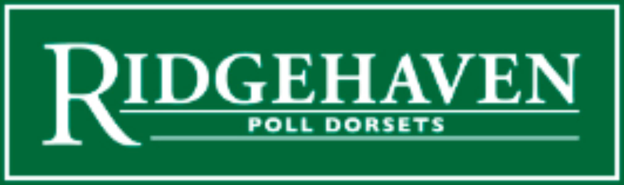 Ridgehaven Poll Dorsets "Ridgehaven"