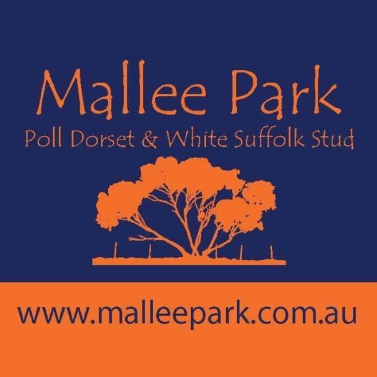 Mallee Park Poll Dorset & White Suffolks
