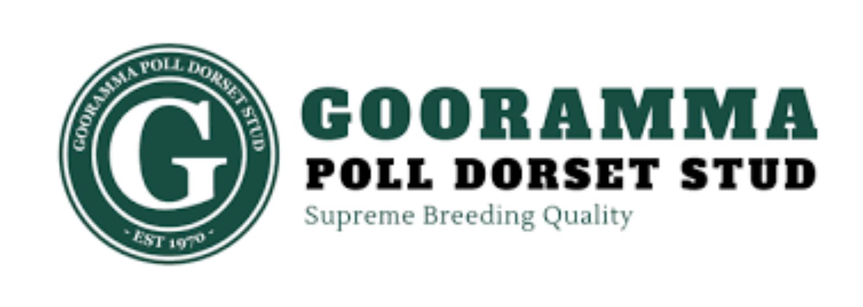 Gooramma Poll Dorset Stud – “Gooramma”