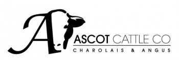 Ascot Cattle Co - North Toolburra