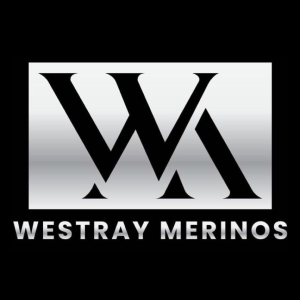 Westray Merino & Poll Merino