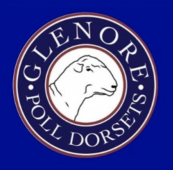 Glenore Poll Dorsets