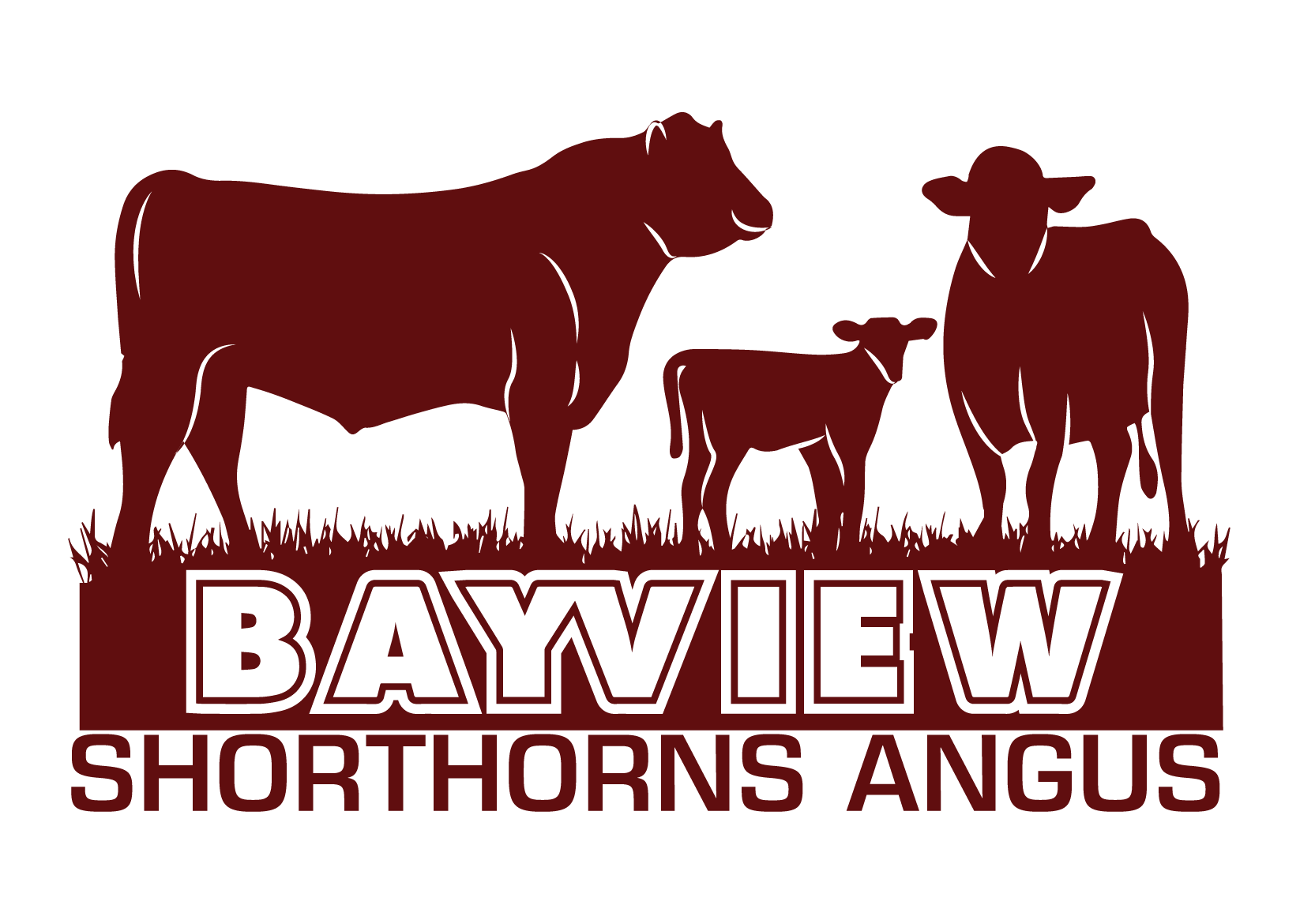 Bayview Shorthorn & Angus Stud