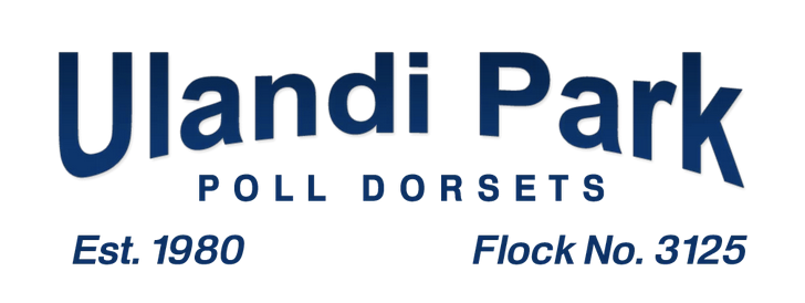 ULANDI PARK POLL DORSETS