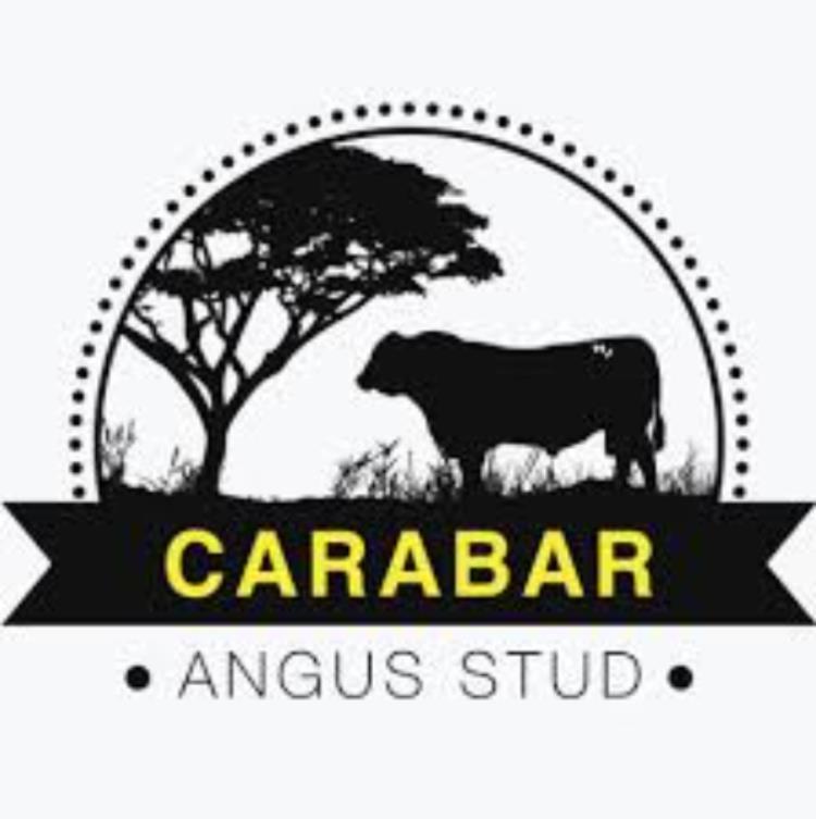 Carabar Angus - Blackal Saleyards