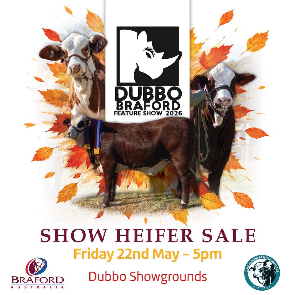 Dubbo Braford Feature Show Heifer Sale - DUBBO SHOWGROUNDS