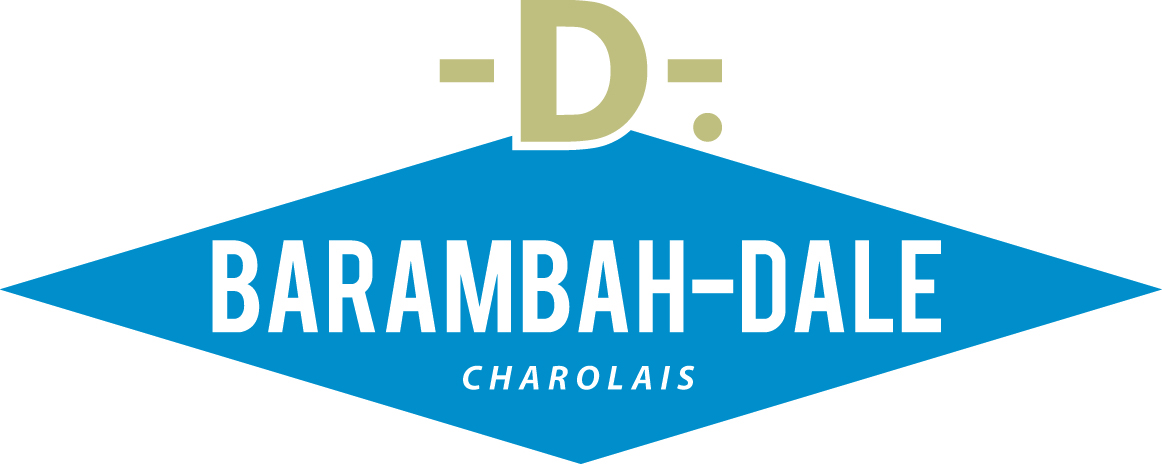Barambah-Dale Charolais - WINGFIELD