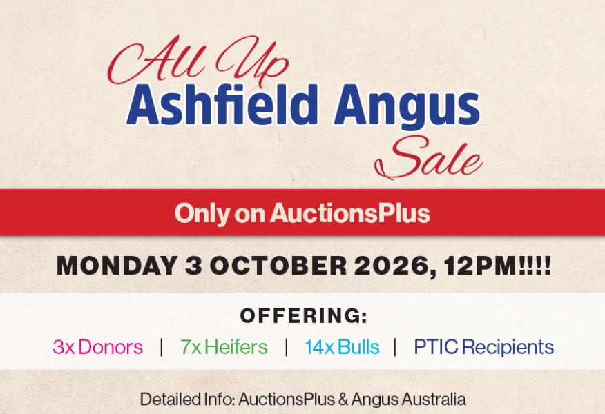 AuctionsPlus ONLINE ONLY - Ashfield Angus