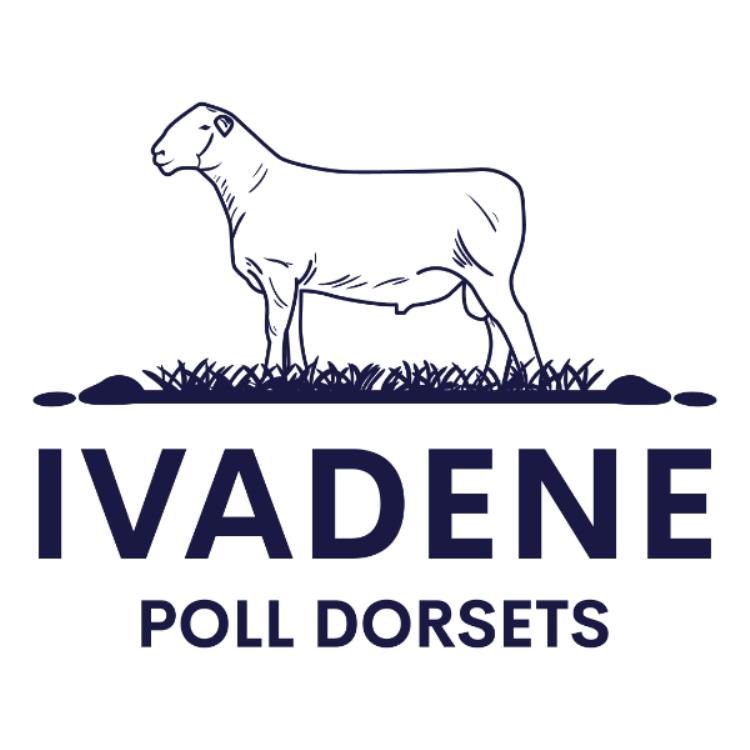 Ivaden Poll Dorsets - Benalla Saleyards